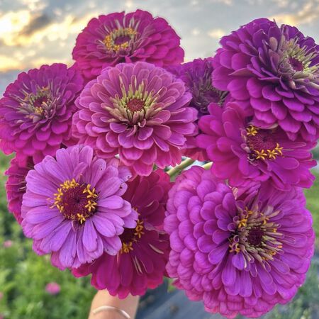 Benary's Giant Purple, Zinnia Seeds - 25,000 Seeds image number null